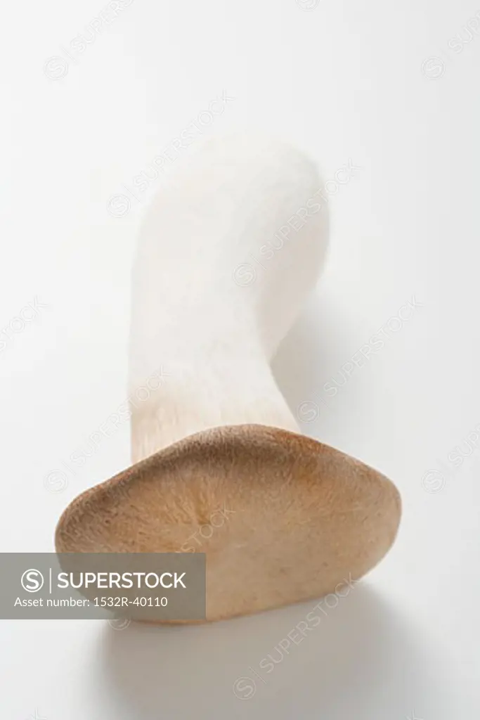 A king oyster mushroom