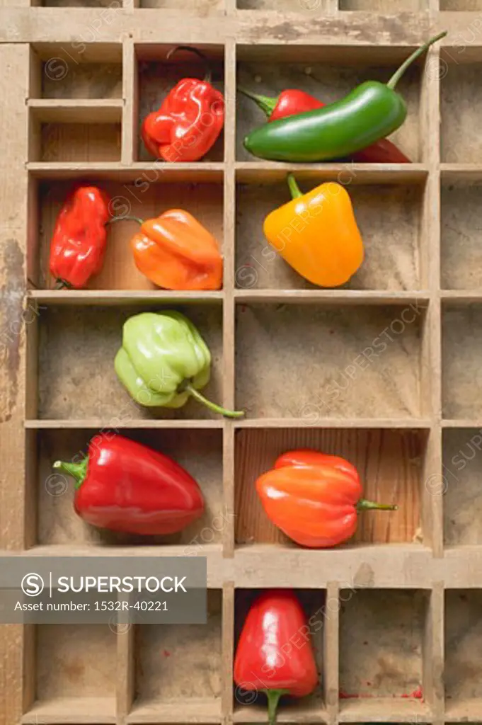 Various peppers and chillies in type case