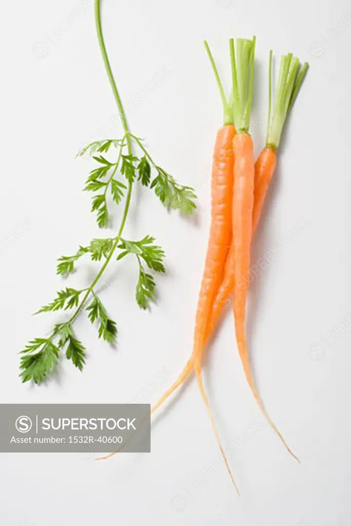 Three young carrots and a carrot leaf