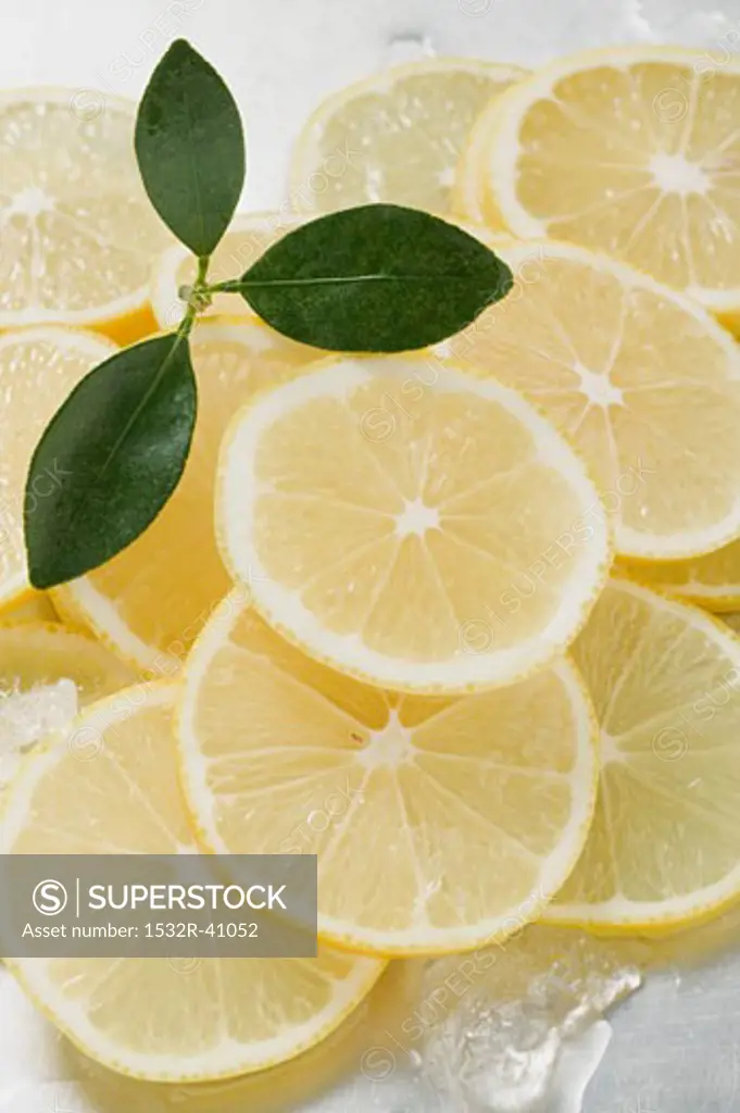 Lemon slices surrounded by ice cubes