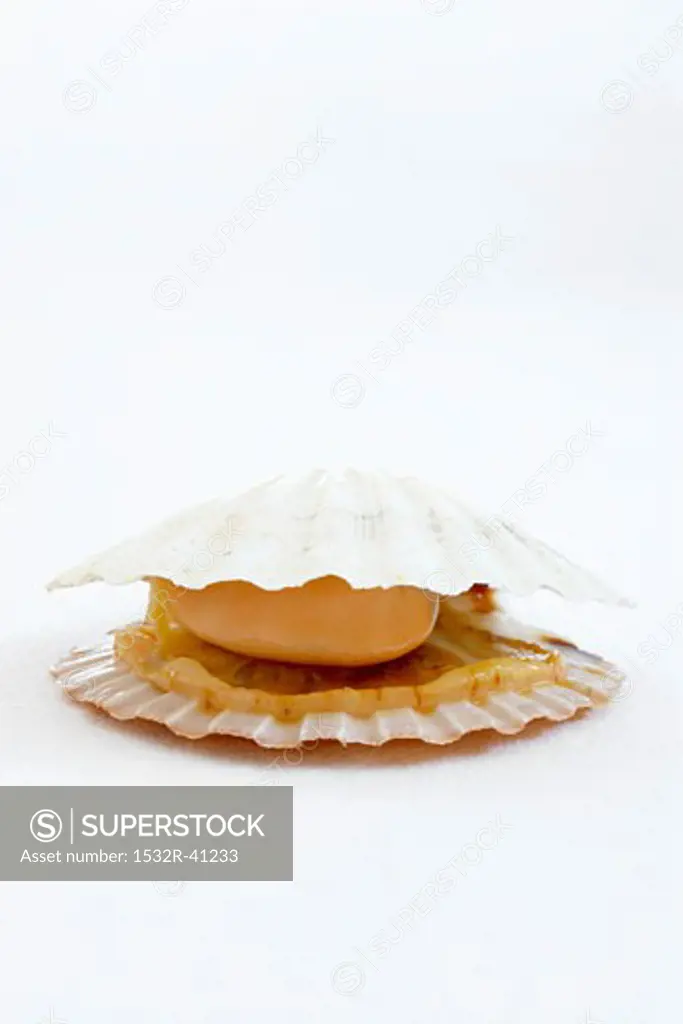 Scallop in the shell