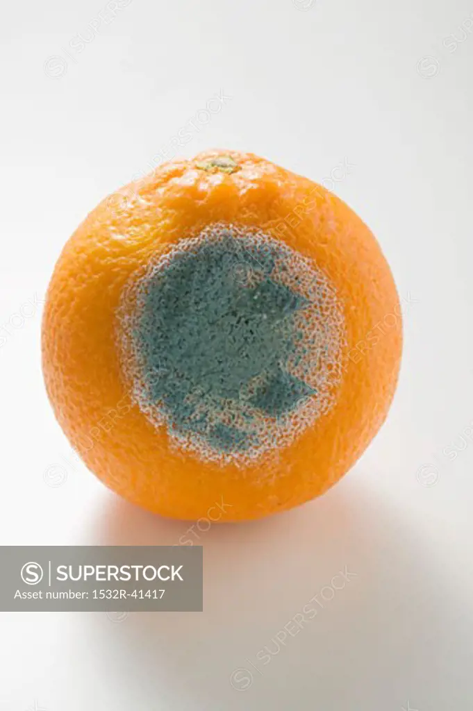 Mouldy orange