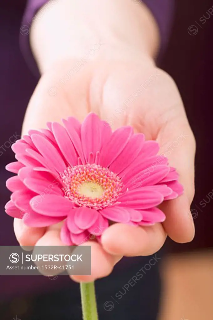 Hand holding pink gerbera