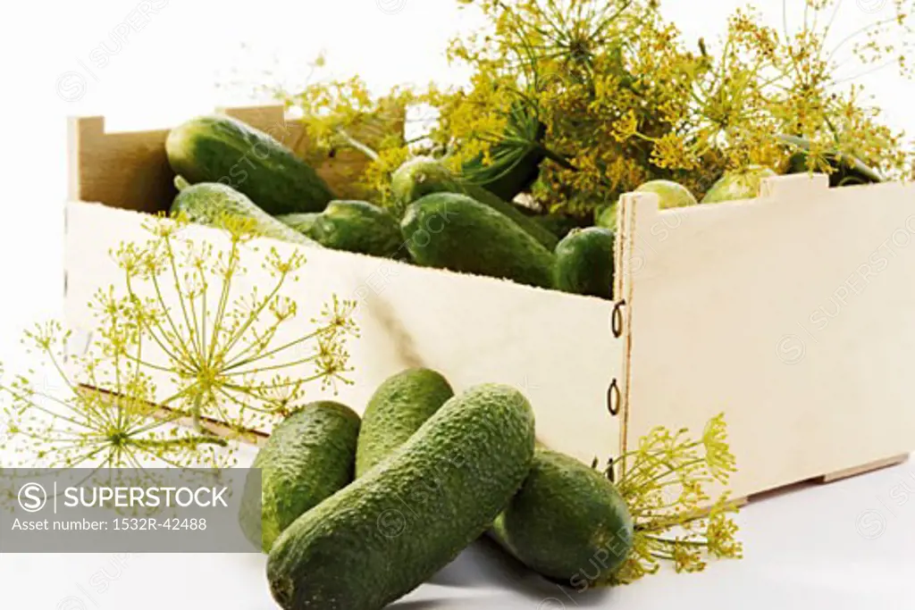 Gherkins and dill in a crate