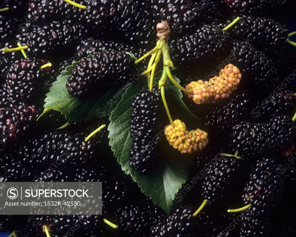 Mulberries (full-frame)