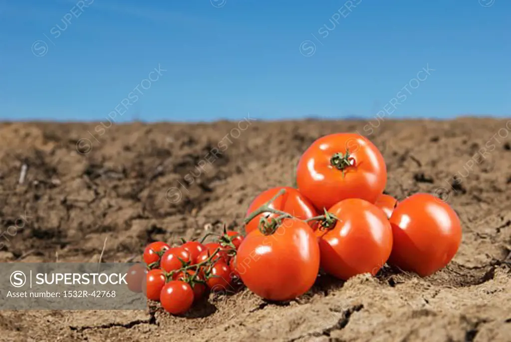 Tomatoes on dry soil