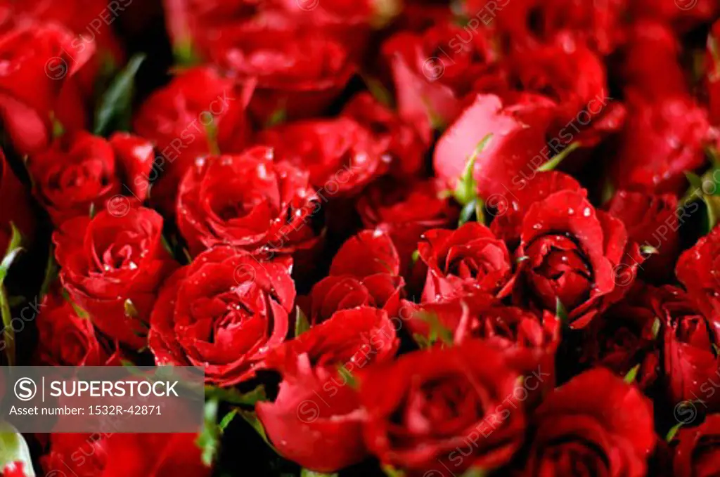 Red roses (full-frame)