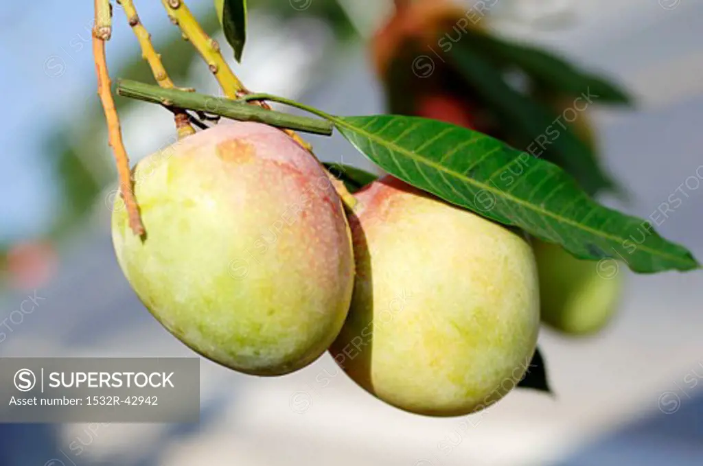 Two mangos hanging on a branch
