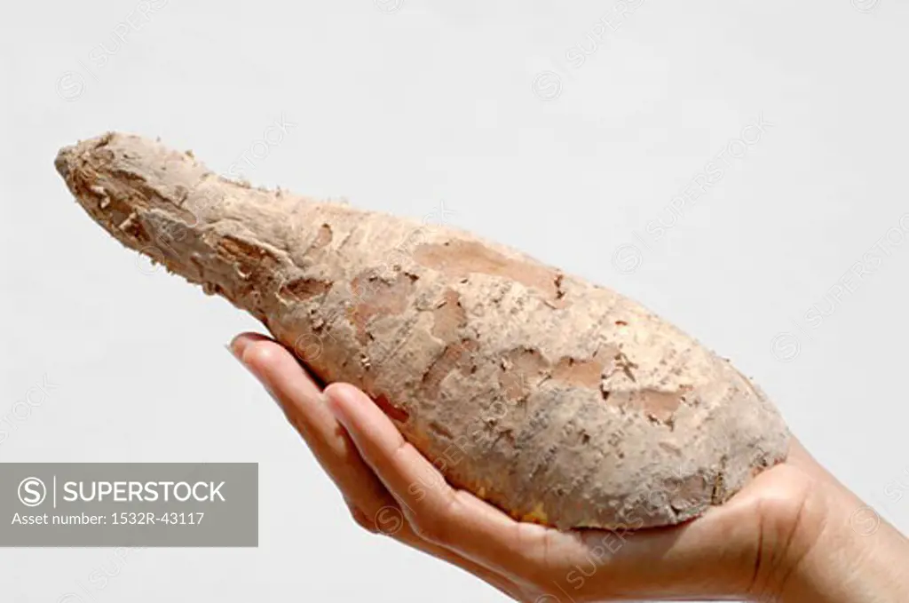 Hand holding a cassava root