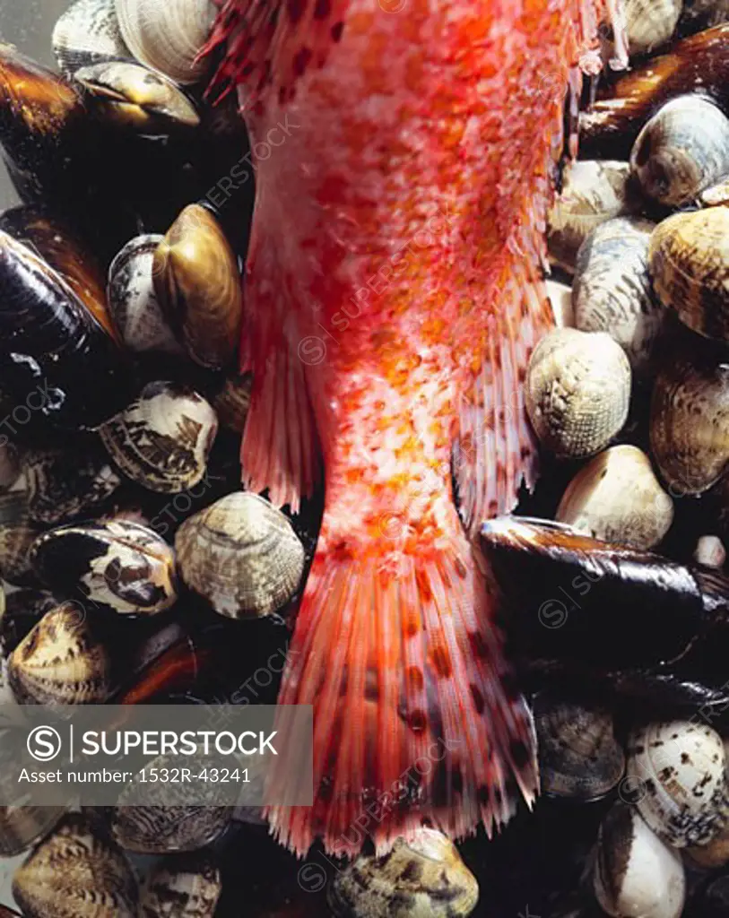 Tail of a scorpionfish on shellfish