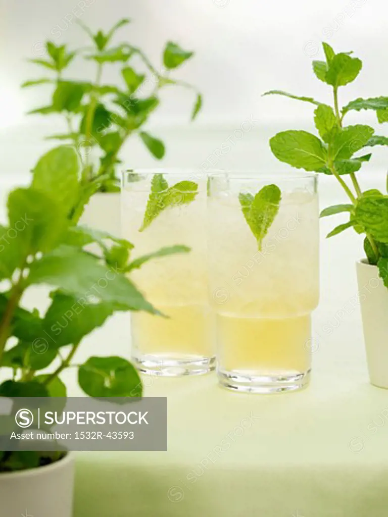 Minted Bourbon (Bourbon with mint, syrup and soda water)