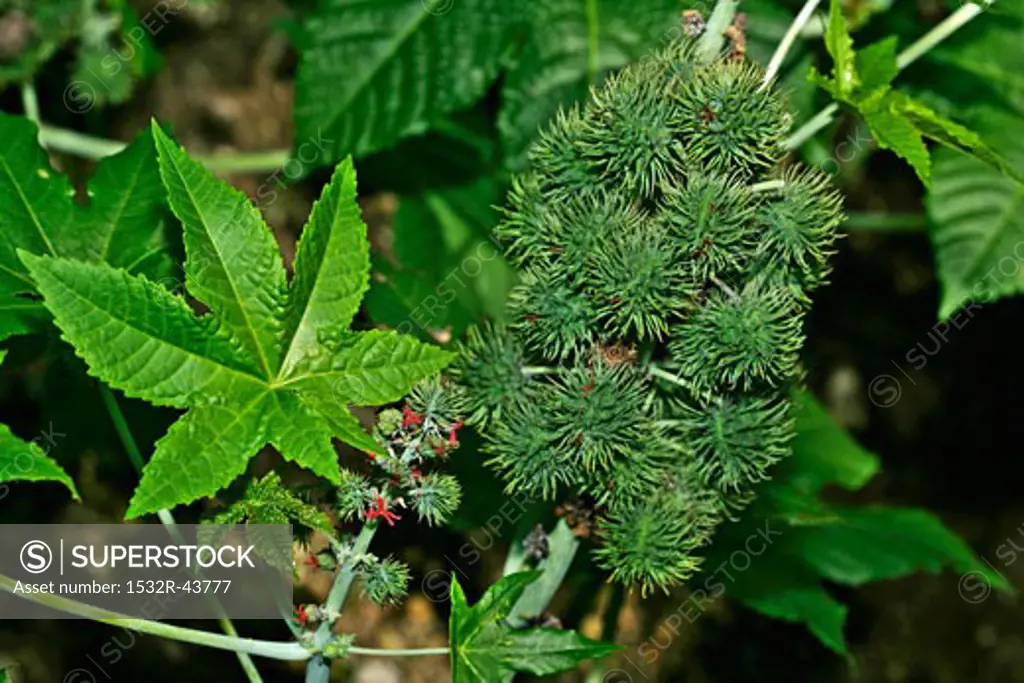 Castor oil plant in the open air