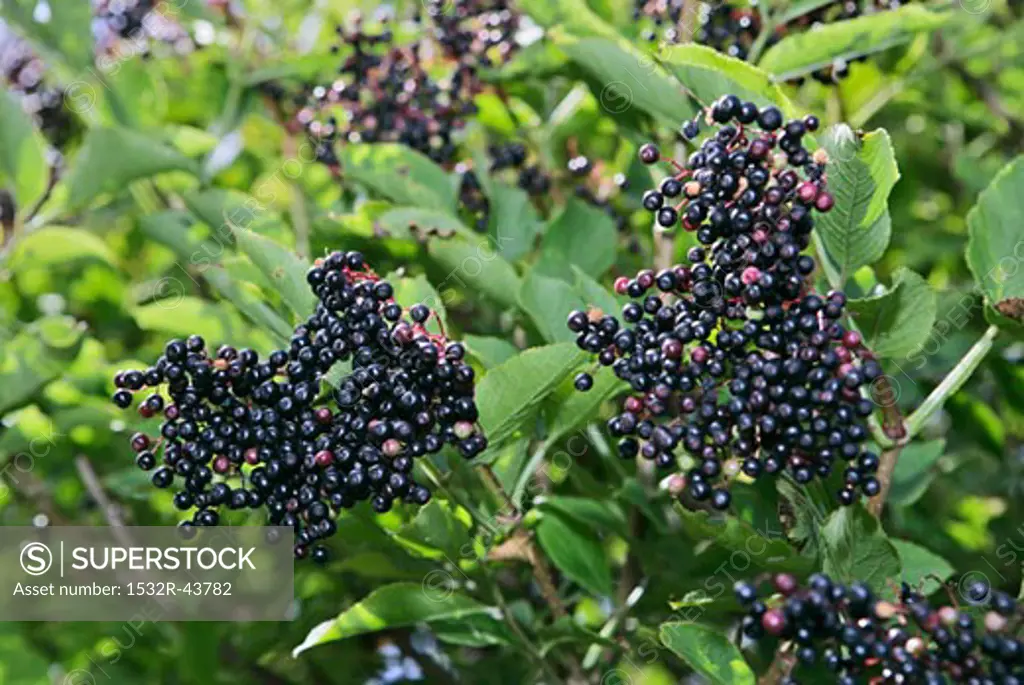 Black elderberries on the bush