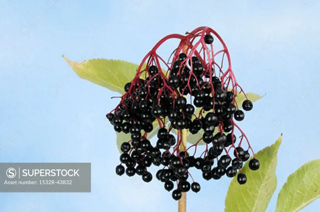 A cluster of elderberries
