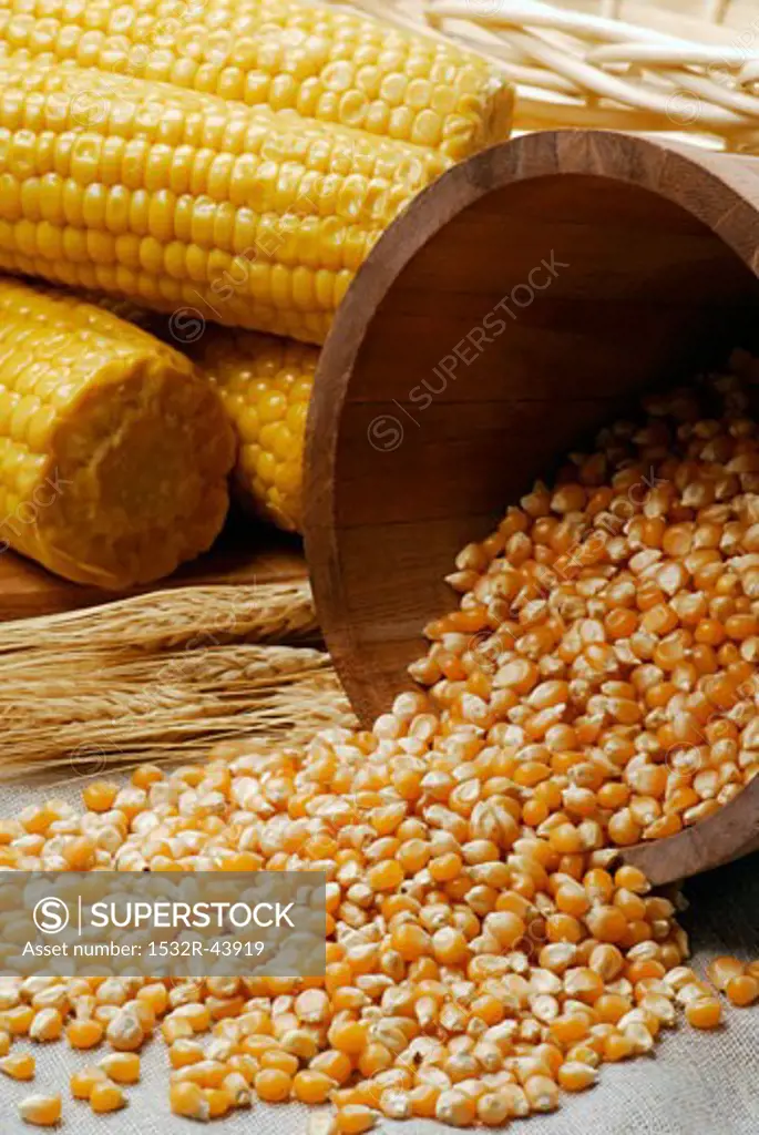 Corn kernels and cobs of corn