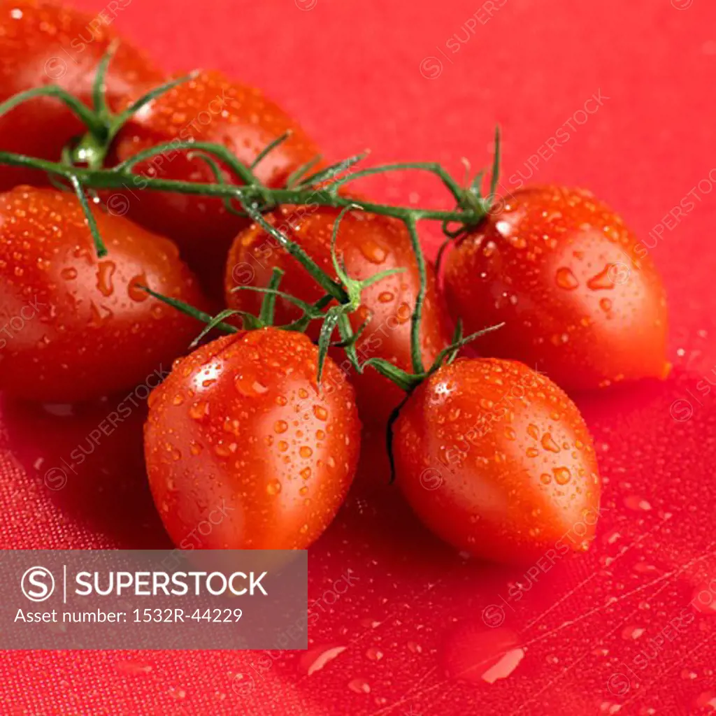 Plum tomatoes on the vine on red background