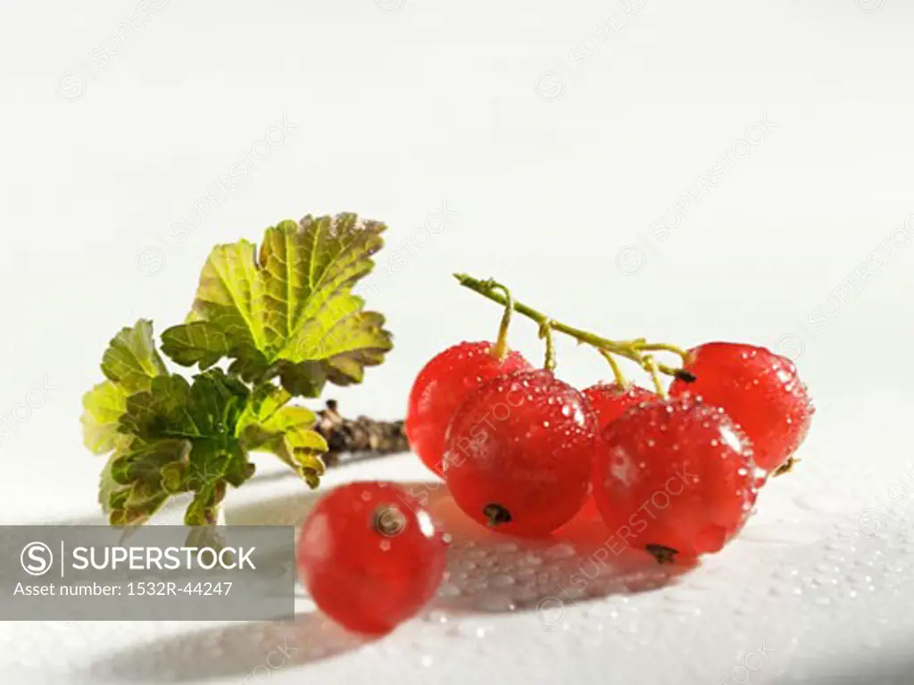 Redcurrants with leaf