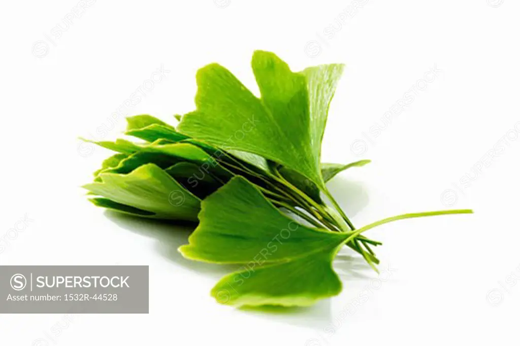 Fresh ginkgo leaves