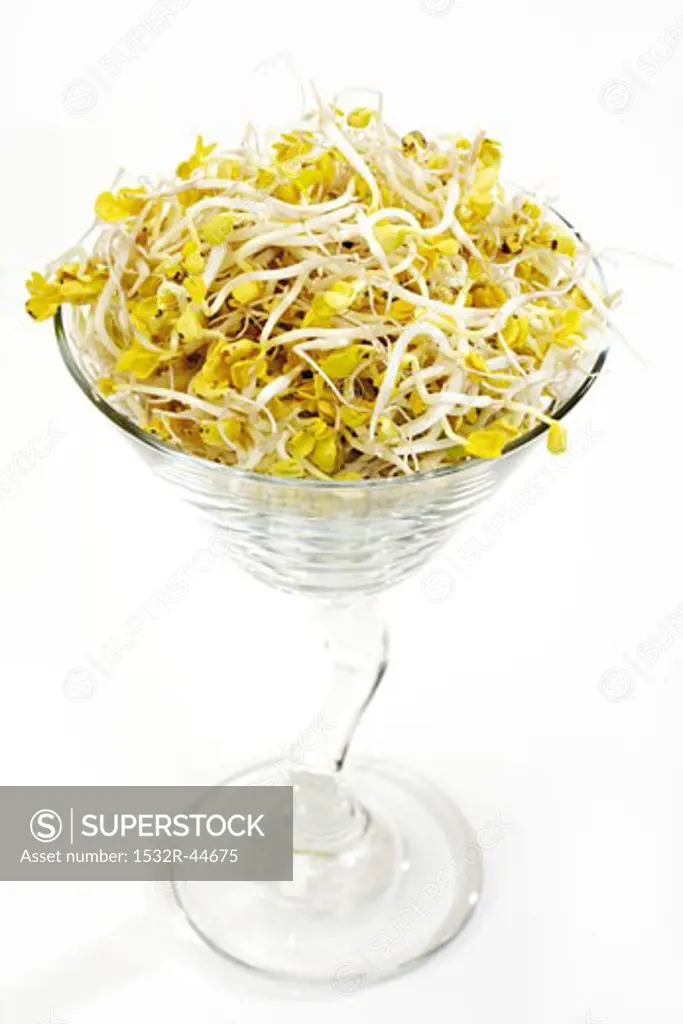 Radish sprouts in a glass