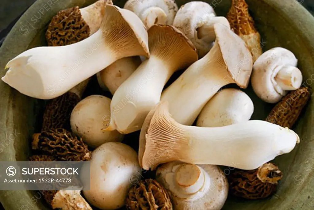 Assorted mushrooms in a bowl