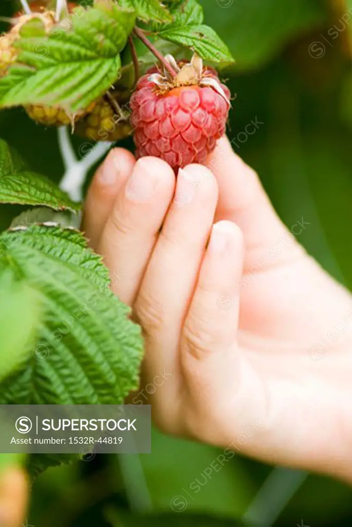 Child's hand picking a raspberry