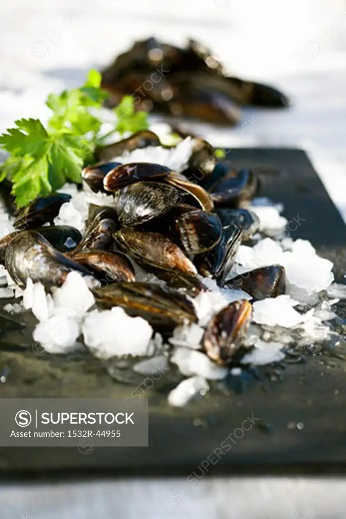 Mussels on crushed ice with parsley