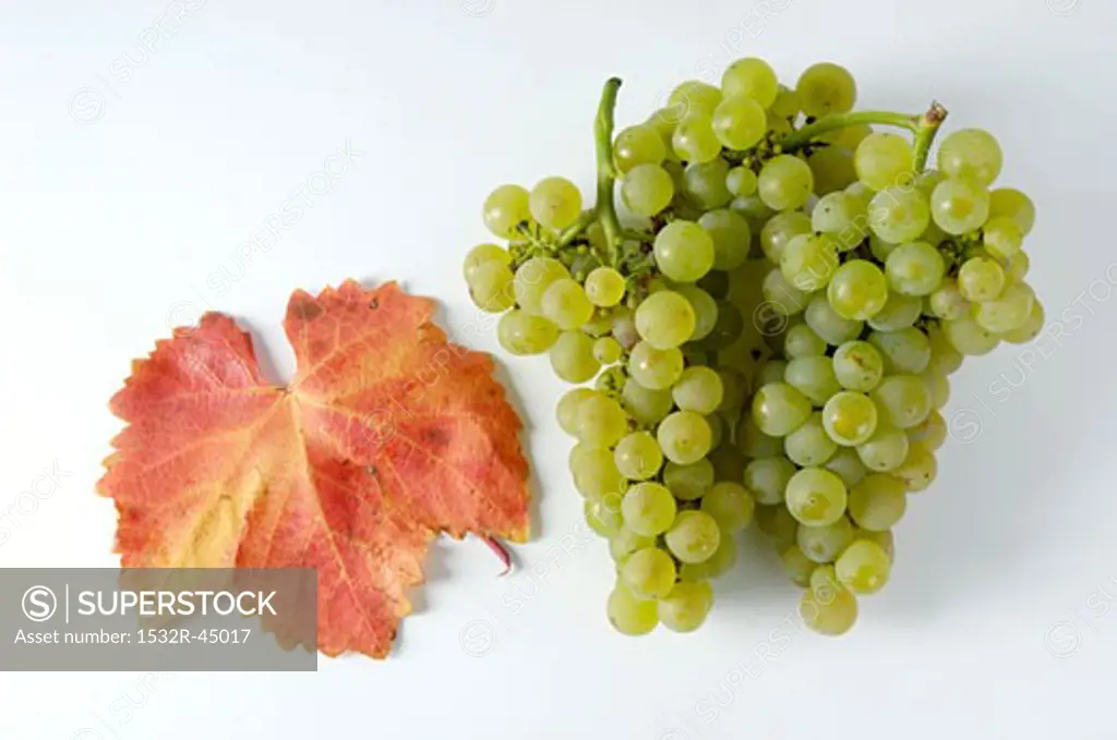 Green grapes, variety Chardonnay