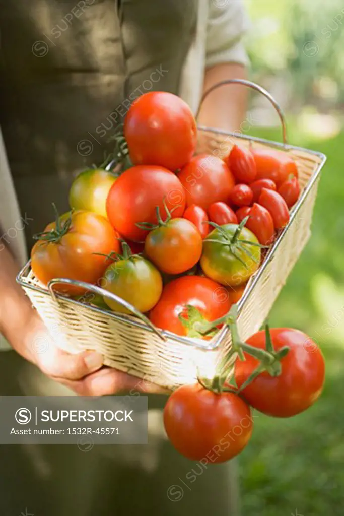 Woman holding basket of tomatoes (various types)
