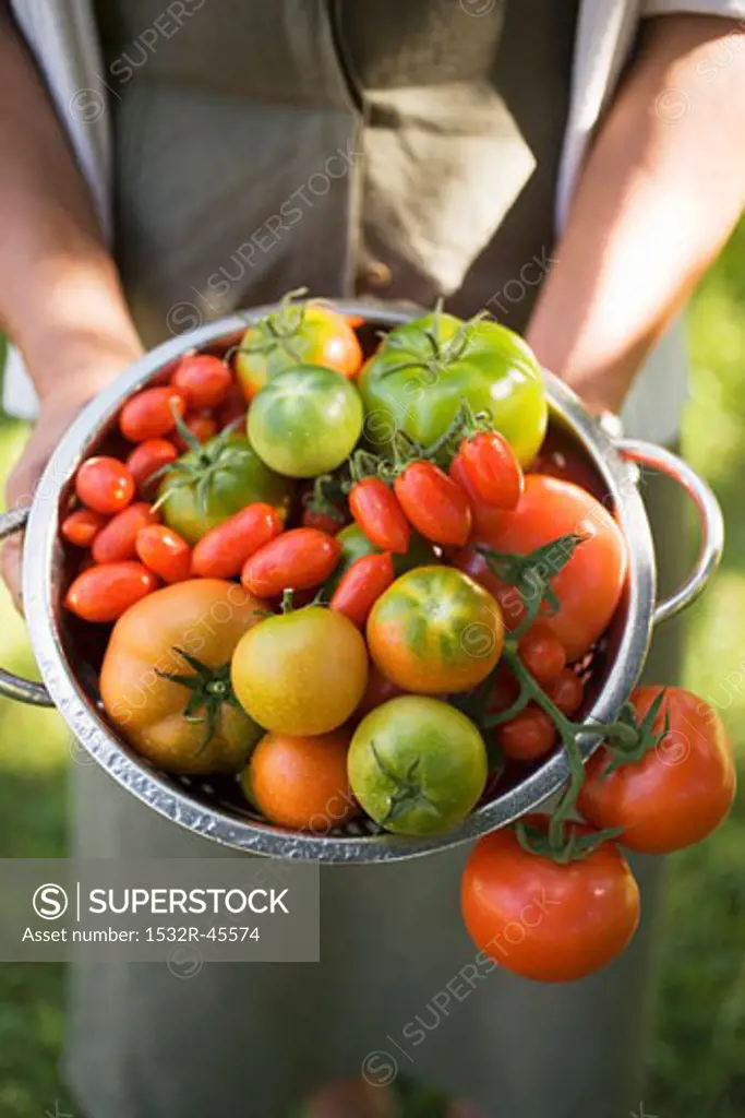 Woman holding colander full of various types of tomatoes