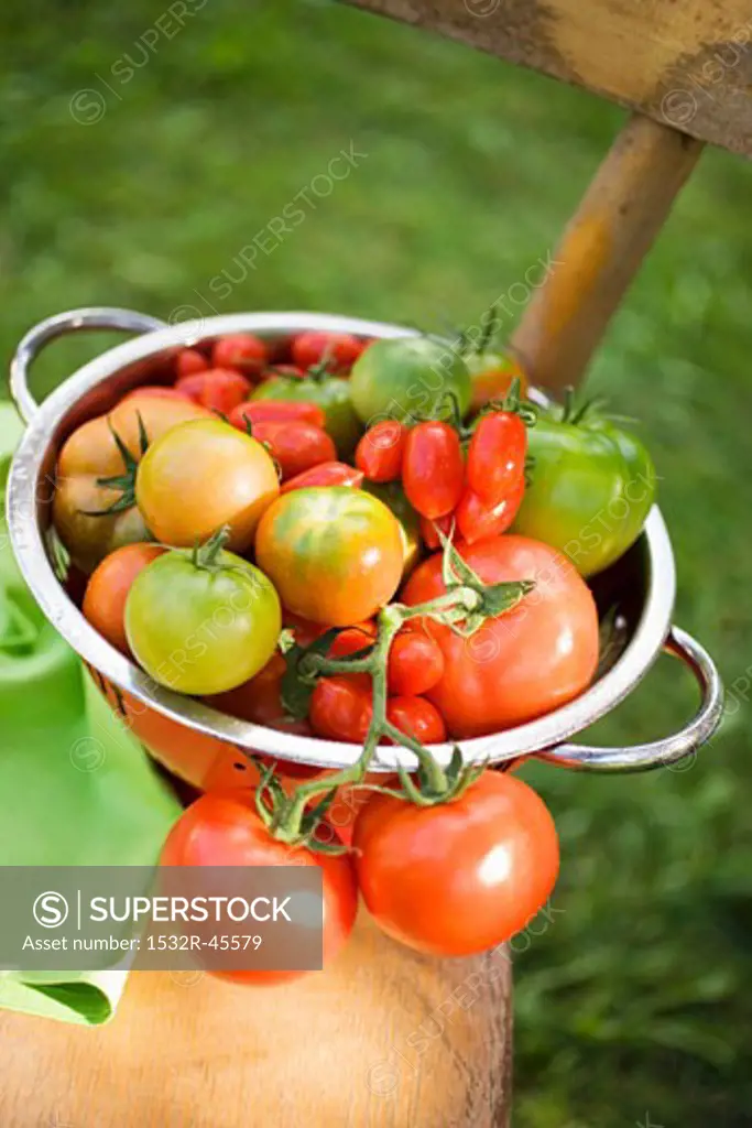 Various types of tomatoes in colander on chair out of doors