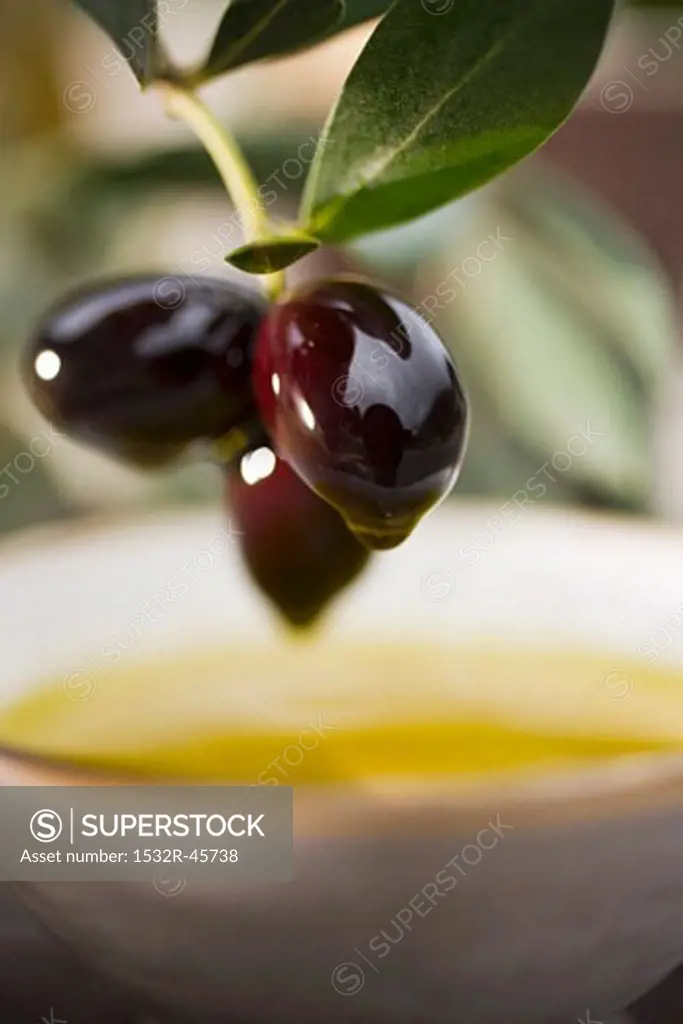 Olive sprig with black olives over bowl of olive oil