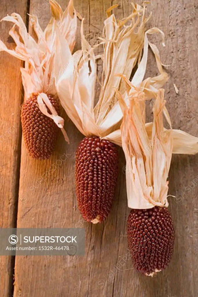 Cobs of corn (Autumn decoration, USA)