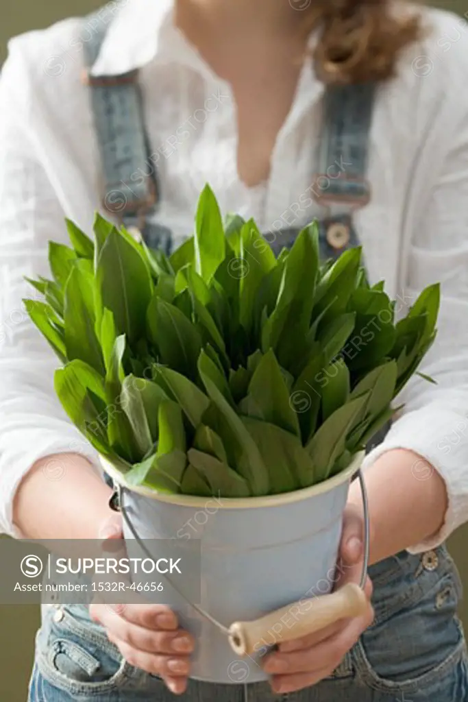 Woman holding bucket of fresh ramsons (wild garlic)
