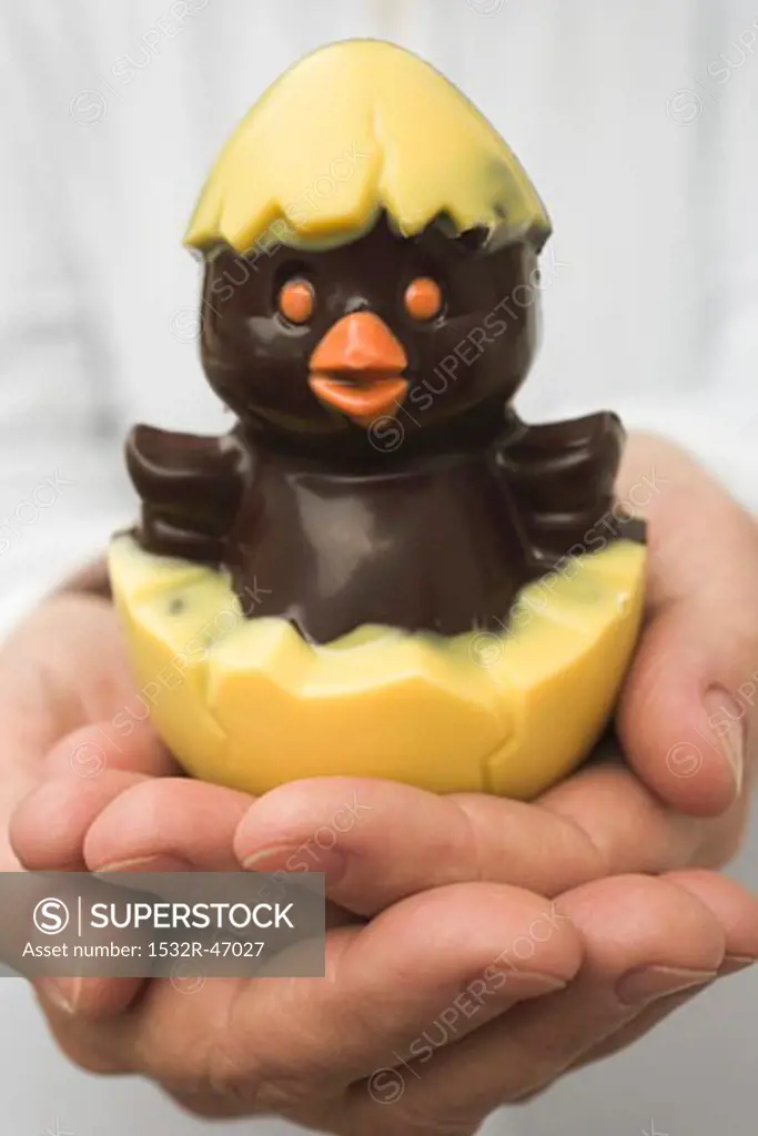 Hands holding chocolate chick