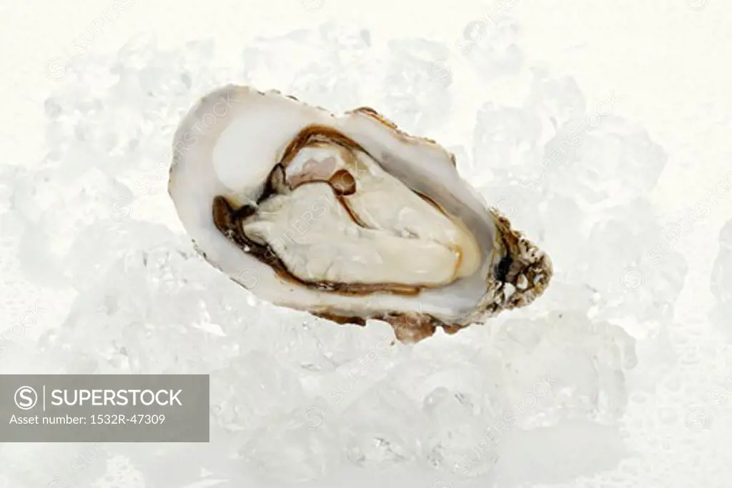 Fresh oyster, opened, on ice cubes