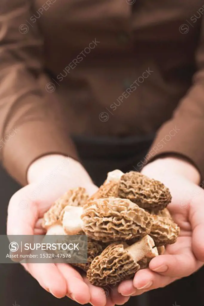 Hands holding fresh morels