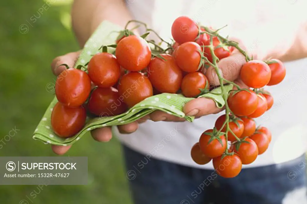 Hands holding fresh tomatoes on green cloth