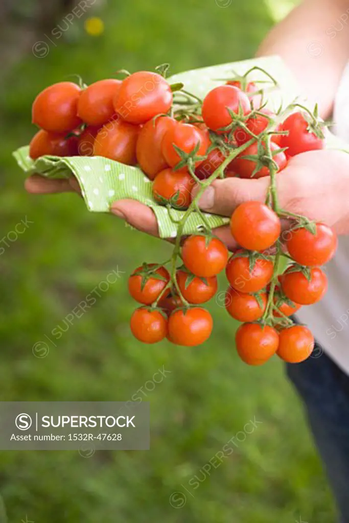 Hands holding fresh tomatoes on green cloth