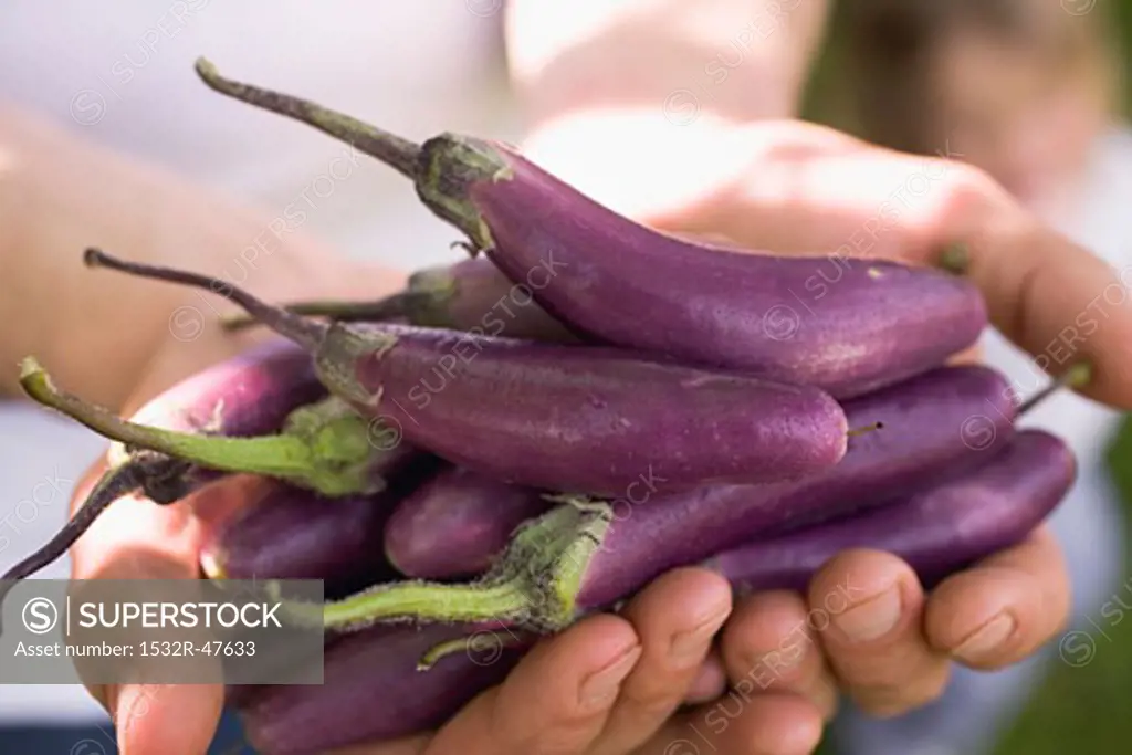 Hands holding fresh aubergines