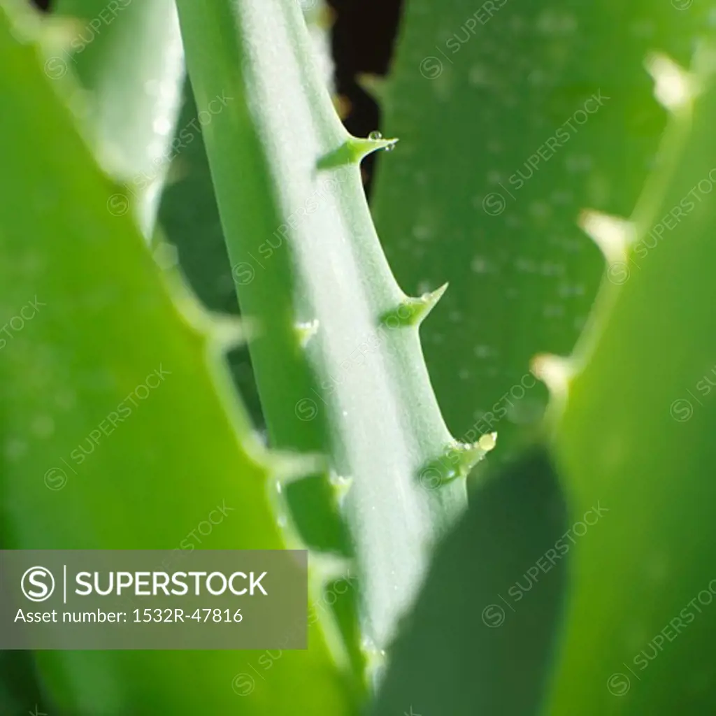 Aloe vera leaves (close-up)