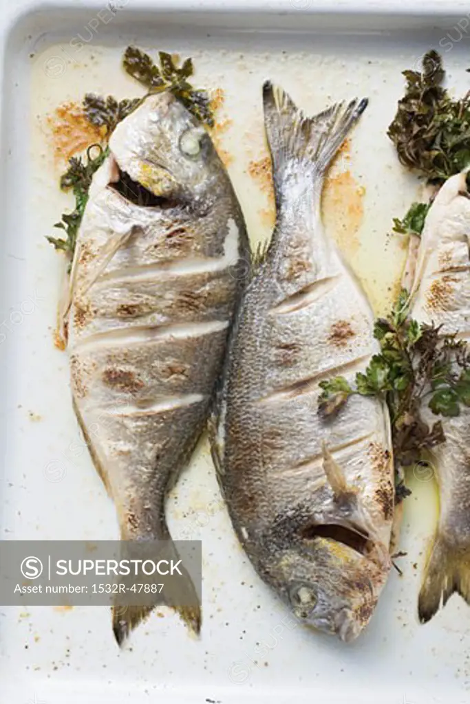 Roasted sea bream with parsley (overhead view)