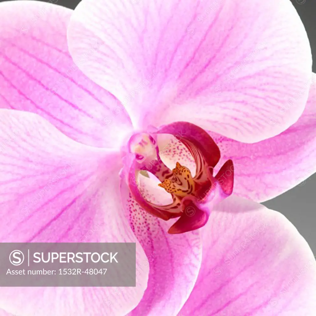 Orchid (close-up)