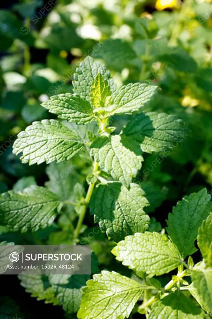 Mint in herb bed