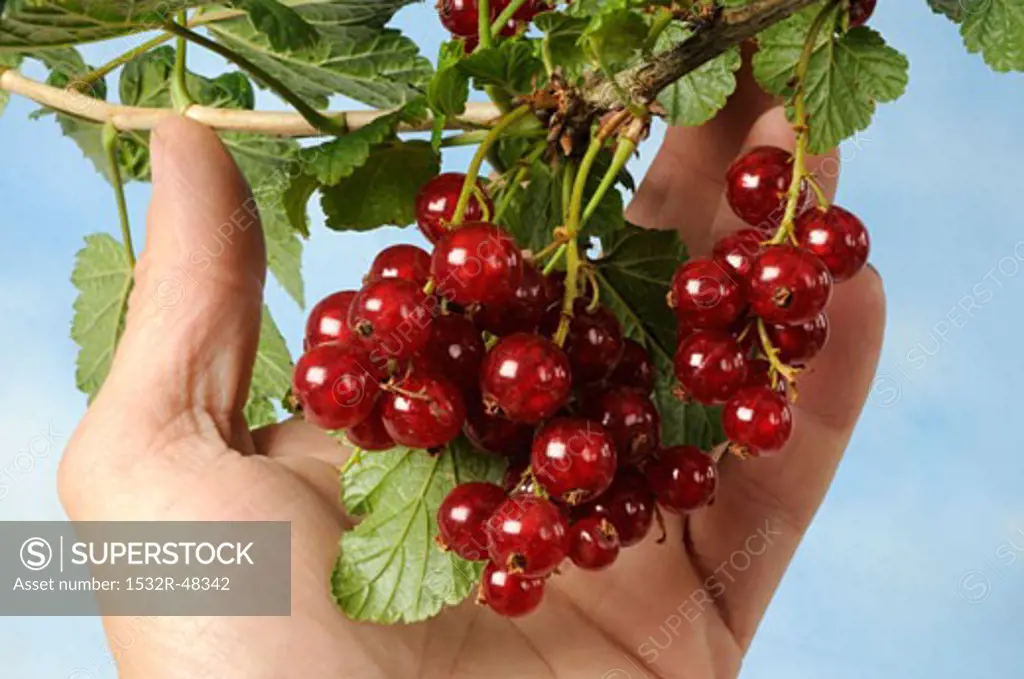 Hand reaching for redcurrants on the bush
