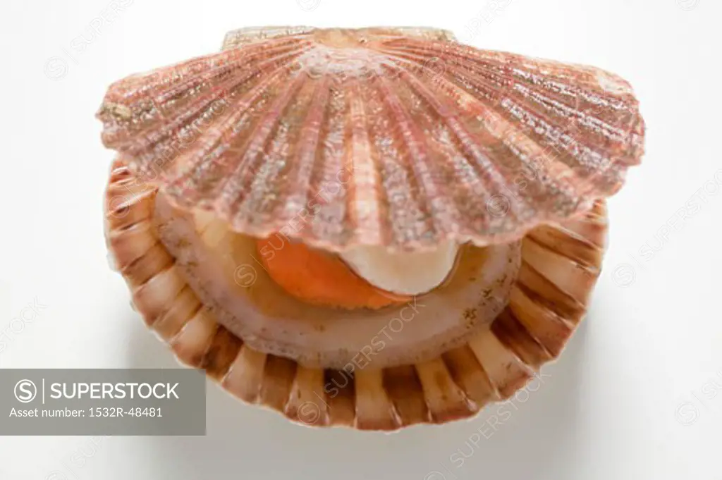 A scallop, opened