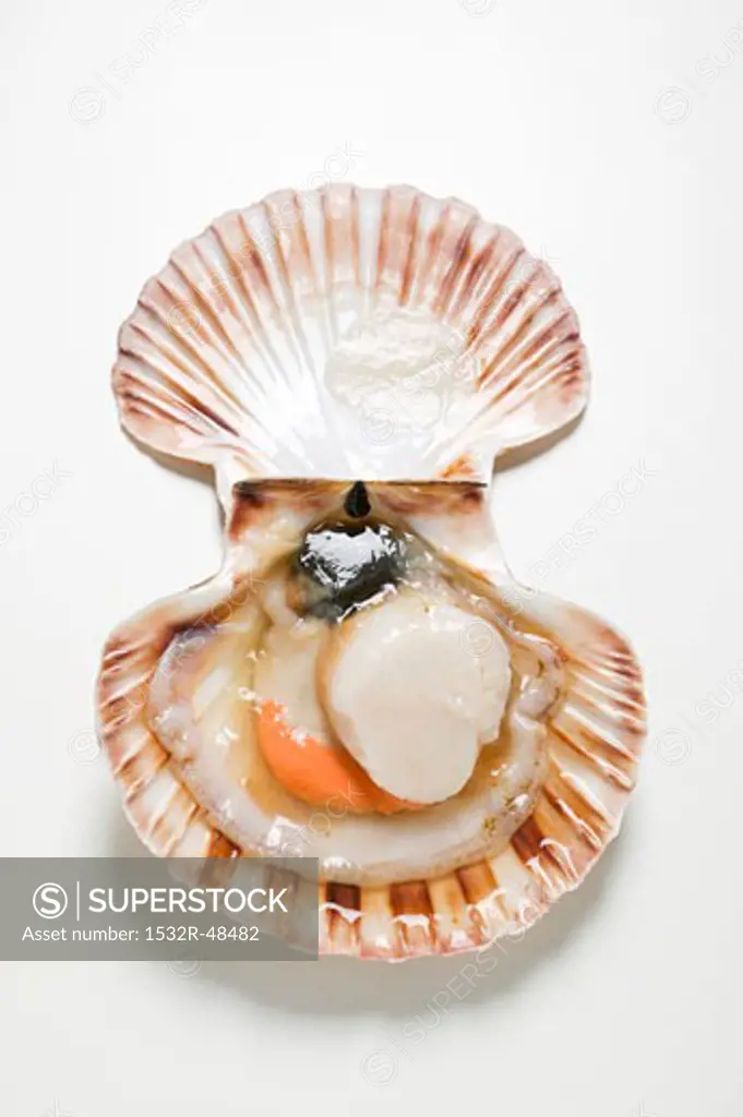A scallop, opened wide