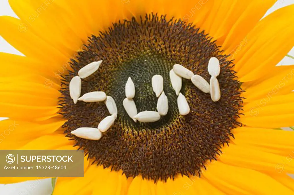 Sunflower with the word SUN written in sunflower seeds