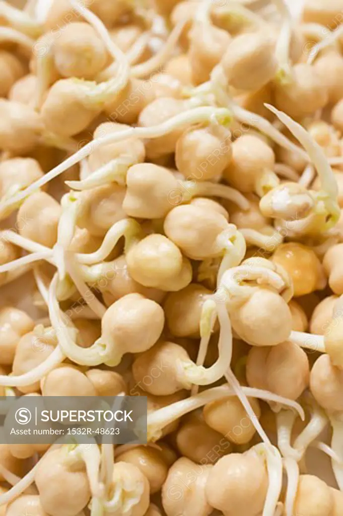 Chick-pea sprouts (full-frame)
