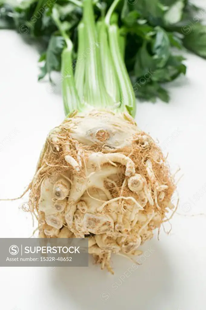 A celeriac root