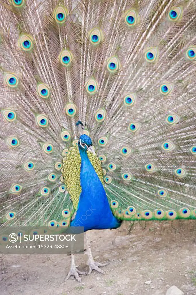 Peacock displaying its tail feathers